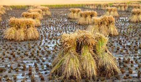 Rice harvestの写真素材