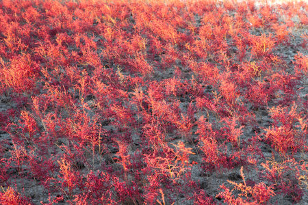 Wetland の写真素材