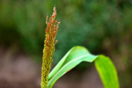 corn fieldの写真素材