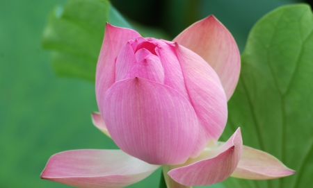 Water Lily の写真素材