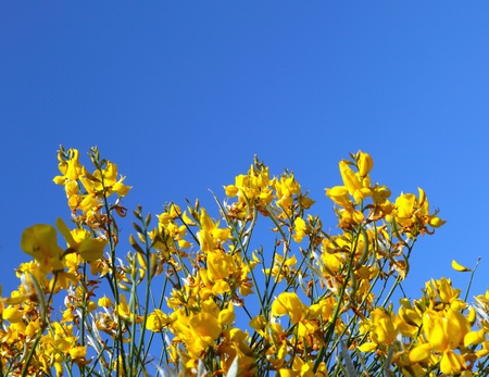 Wildflowers meadowの写真素材