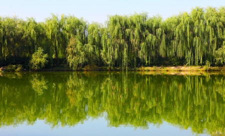 trees and reflectionの写真素材