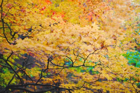 Autumn の写真素材