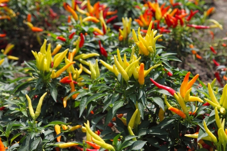 Colorful peppers at Plantation In the summerの写真素材