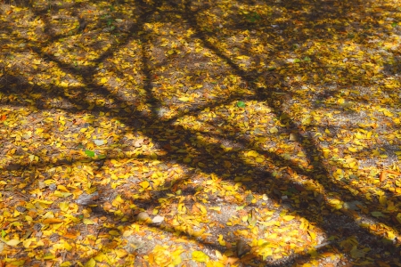 Tree shadowの写真素材