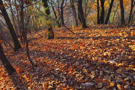 Autumn の写真素材