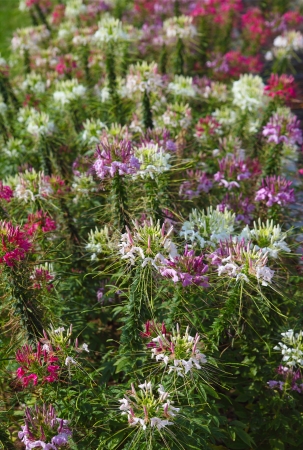 Cleome spinosa の写真素材