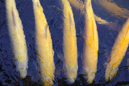 koi fishes in the pond 