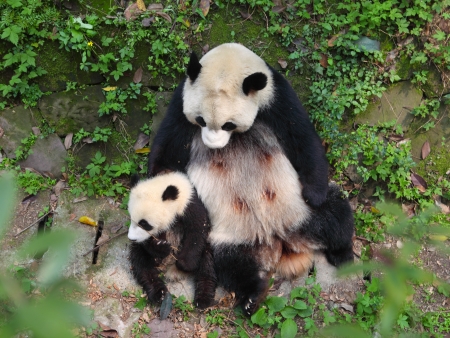 panda の写真素材