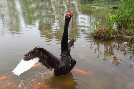 Black swan in pool of goldfishes の写真素材
