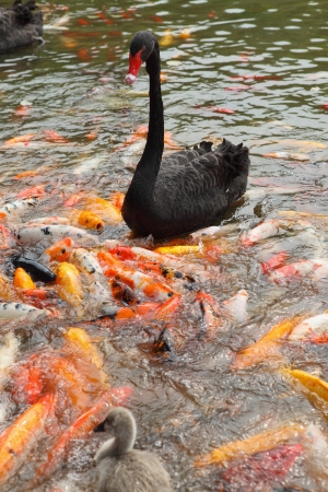 Black swan in pool of goldfishes の写真素材