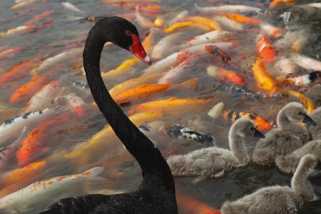 Black swan in pool of goldfishes の写真素材