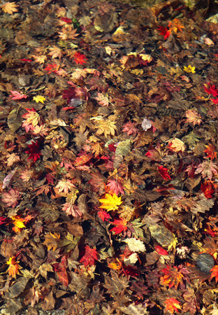 Autumn leaves