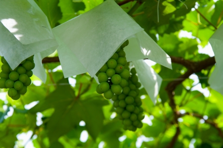 Vineyardの写真素材