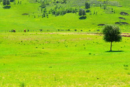 Beautiful summer landscapeの写真素材