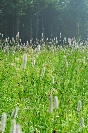 Flowers and grassの写真素材