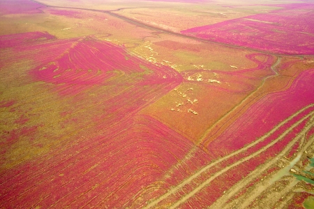  Aerial view of lush coastal wetlands の写真素材