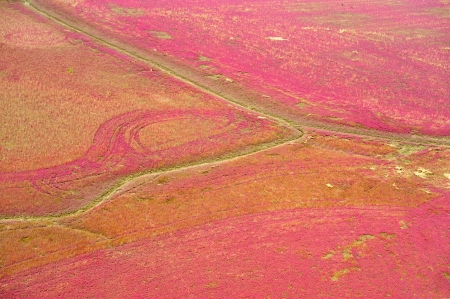  Aerial view of lush coastal wetlands の写真素材