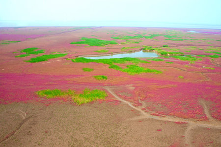 Aerial view of lush coastal wetlands 