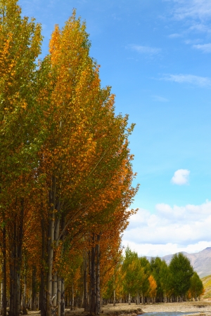 Trees in autumnの写真素材