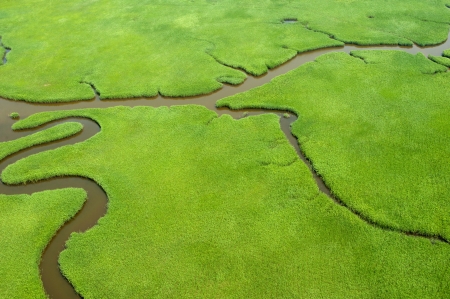 Aerial view of lush coastal wetlands の写真素材