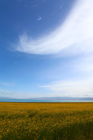 Rapeseed field and Qinghai lakes の写真素材