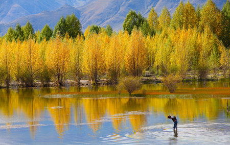 Trees in autumnの写真素材