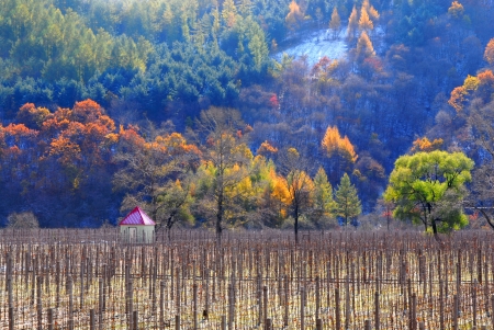 Autumn in northern Chinaの写真素材