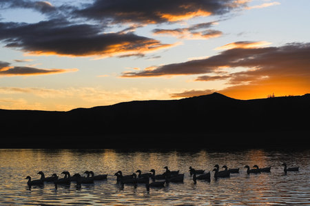 Canadian Geese on river at sunset の写真素材