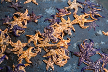 starfishの写真素材