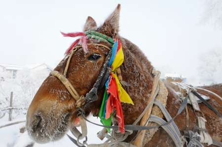 horse in winterの写真素材