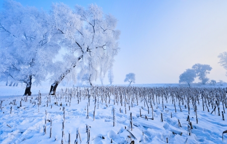 winter background with trees and snowの写真素材