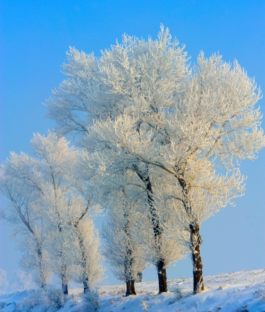 winter background with trees and snowの写真素材
