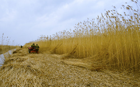 Agriculture - tractor 