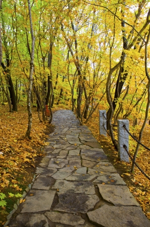 pathway in green forest の写真素材