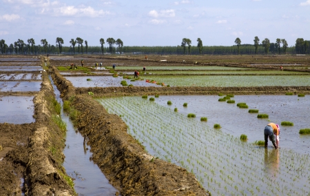 Rice plantingの写真素材