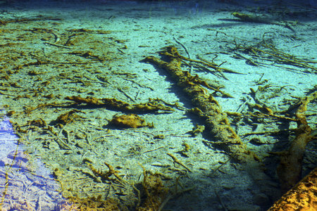 Mountain Synevir lake view through autumn tree twigs の写真素材
