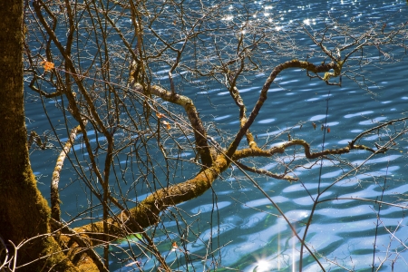 Mountain Synevir lake view through autumn tree twigs の写真素材