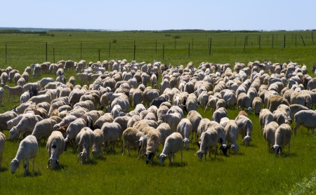 Sheep in a Green Field の写真素材