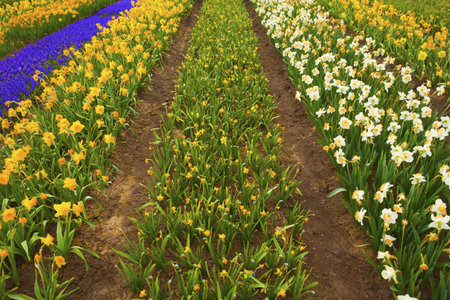 tulips 