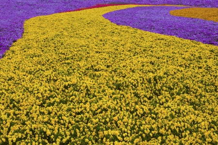 Gardenの写真素材