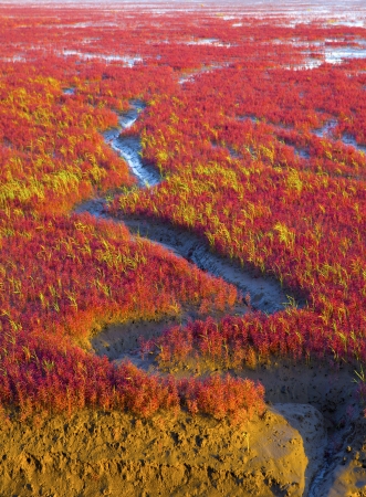 Wetlandの写真素材