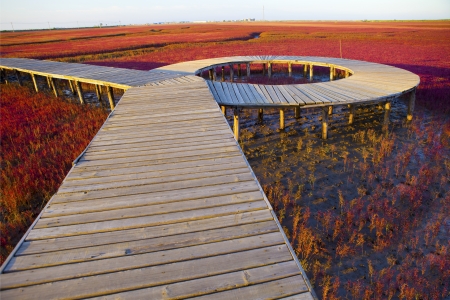 Wood bridge on Wetland の写真素材