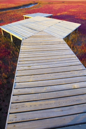 Wood bridge on Wetland の写真素材