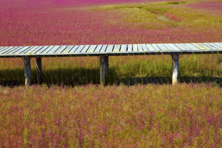 Wood bridge on Wetland の写真素材