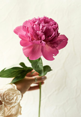 Pink peony on a white background with copy spaceの写真素材