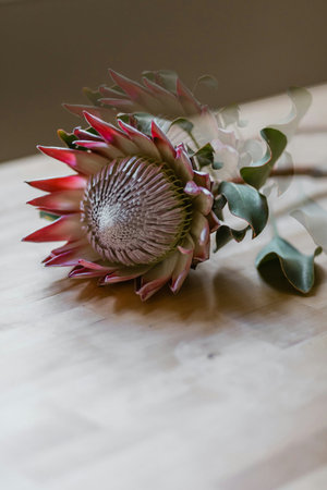 Beautiful protea flower on a wooden table with copy space.