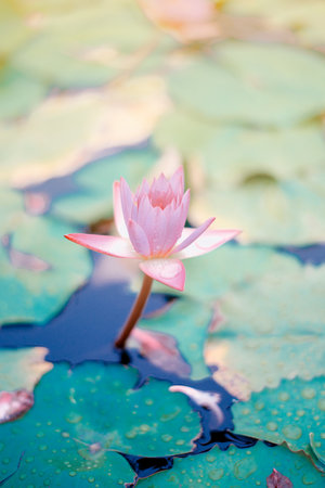 Lotus flower in the pond. The beauty of the lotus in the pond.の写真素材