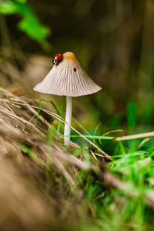 Mushroom in the forest with ladybug in the grass.の写真素材