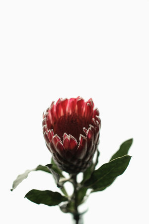 Beautiful protea flower isolated on white background with copy space.の写真素材
